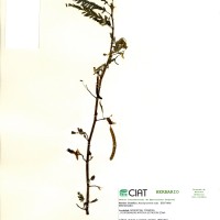 17058 herbarium
