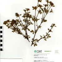11497 herbarium
