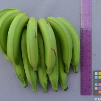 6.7.11 - Fusion of pedicels