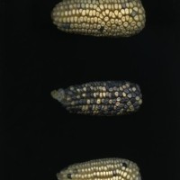 CIMMYTMA 25169 MEXI 688 TC24U-2903-151 E1.jpg