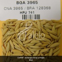 BRA00002702-9.JPG