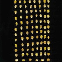 CIMMYTMA 30527 PHIL10290 PV19A-1902-2 K.jpg