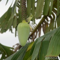 6.4.15 - Male bud shape