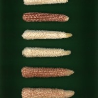 CIMMYTMA 19826 DURA 264 BA22U-2903-1 C.jpg