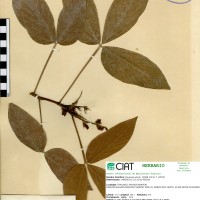 17401 herbarium