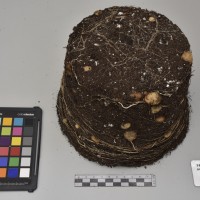 CIP761129_OCH 8611_Tb.JPG