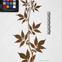 CIP 761070_OCHS 11297_08.jpg