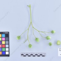 CIP 761206_OCHS 11310_wtm_B_2024.jpg