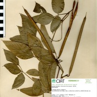 15720 herbarium