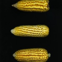 CIMMYTMA 25113 TLAX 212 TC24U-2903-160 E.jpg