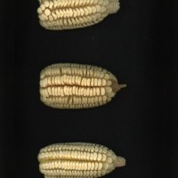 CIMMYTMA 2050 MORE 112 AF19A-0903-49 E1.jpg