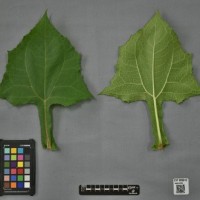 CIP 205010 (leaf).jpg