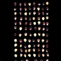 CIMMYTMA 8215 ECUA 477 TC18U-2903-22 K.jpg