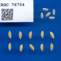 IRGC 76754 Seed Photo