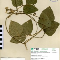 17326 herbarium