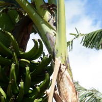 6.3.1 - Blotches at the petiole base