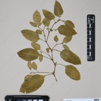 CIP 761353_OCH 11929_09.jpg