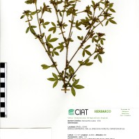 10023 herbarium