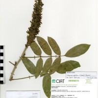 22089 herbarium