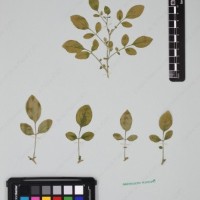 CIP 762631_OCHS 12596_10.jpg