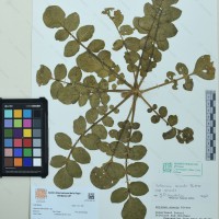 CIP 761031 herbarium