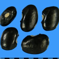 G51672 seed.jpg