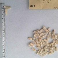 CIMMYTMA 222 - Reference Inventory.jpg