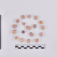 CIP 760511_HAM 88_scr_T_2024.jpg