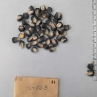 CIMMYTMA 67 - Reference Inventory.jpg