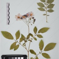 CIP 760019_OCH S59_03.jpg