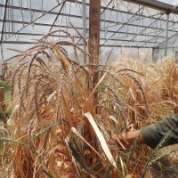 CWI_18015_52594_136_3_c.jpg