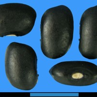 G1982 seed.jpg