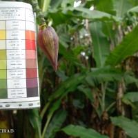 6.5.5 - Colour of the bract internal face