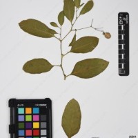 CIP 762519_OCH 11933_06.jpg