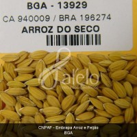 BRA00011227-6.JPG