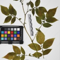 CIP 765722_RPSP 034_18.jpg