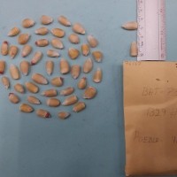 CIMMYTMA 7616 - Reference inventory.jpg