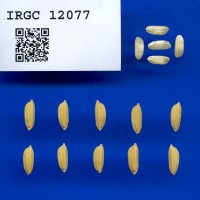 IRGC 12077 Seed Photo