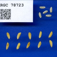 IRGC 78723 Seed Photo