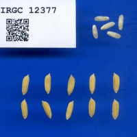 IRGC 12377 Seed Photo