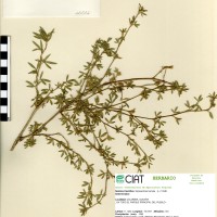 11236 herbarium