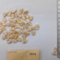 CIMMYTMA 1919 - Reference Inventory.jpg