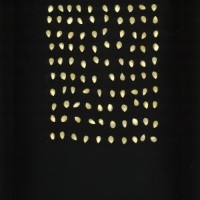 CIMMYTMA 26607 ARZM 05 020 AF19A-0903-168 K.jpg