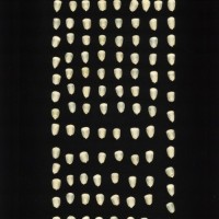 CIMMYTMA 5502 YUCA 67 AF19A-0903-57 K.jpg