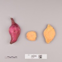 CIP 400056 (root).jpg