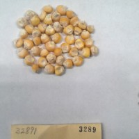 CIMMYTMA 3289 - Reference Inventory.jpg