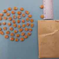 CIMMYTMA 7428 - Reference inventory.jpg