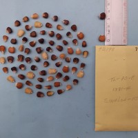 CIMMYTMA 7219 - Reference inventory.jpg