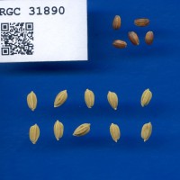 IRGC 31890 Seed Photo