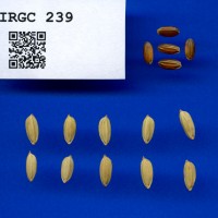 IRGC 239 Seed Photo